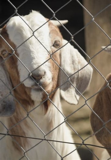 Dead Meat S07:E03 - Axis Deer and Wild Table