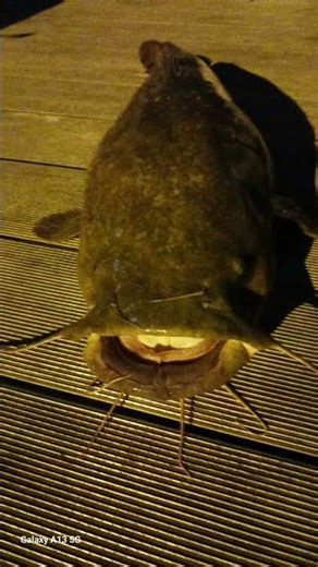 Американский сом 15 кг