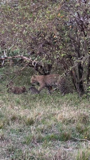 1.9K views · 19 reactions | Practical demonstrations! Leopard cub playing with Warthog’s piglet.  @robert_letoluo #gottalovesa #wildlife #wildlifephotography #nature #warthog #wildmoments #wildlifebehavior #wildnature | GottaLoveSA | Facebook