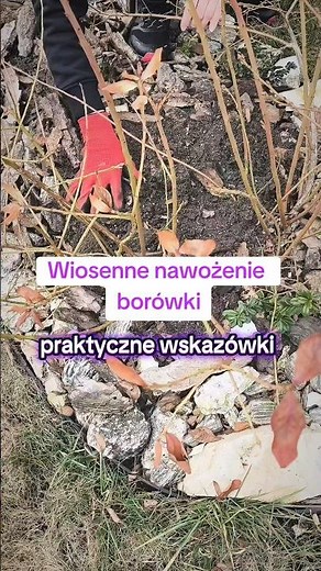 Kiedy nawozić wiosną borówkę i jakie nawozy wybrać? #poradyogrodnicze #ogrodnictwo #borówka