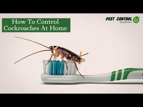 How to Control Cockroaches at Home | Pest Control Excellence | Garden Route Pest Control