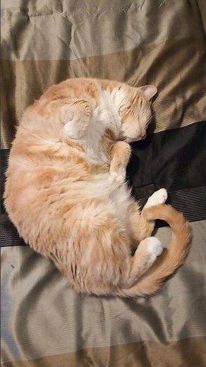 Cute Orange Tabby Cat Sleeping Paws Up 🐈