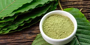Kratom tea study stirs up new support for relieving opioid dependence »  College of Pharmacy » University of Florida