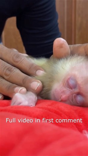 65K views · 1.4K reactions | Newborn Baby Damatic Yawning For Noon Napping25 Full video in first comment | Monkey Wild | Facebook