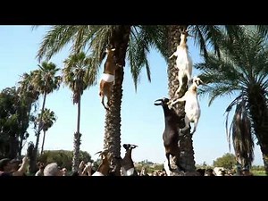You Won’t Believe How High These Goat Climb! Goats the Sky: Amazing Footage of Tree-Climbing Goats