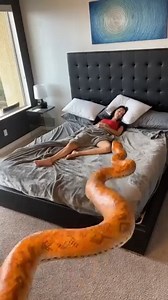 7M views · 10K reactions | Snake prank  Sleeping woman gets pranked by husband This video is a co production between network media productions and Laura Harwood #viral #funny #prank #snake | Possibly Genius | Facebook
