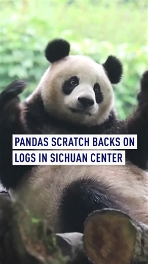 Video from the China Conservation and Research Center for the Giant Panda (CCRCGP) in Sichuan captures two giant pandas, Zhang Ka and You You, apparently getting into the groove – but they’re actually rubbing against logs to scratch their backs. Zhang Ka is a rescued wild male from the Zhangga Mountain area, while You You was born at the center in 2017. As a global leader in panda conservation, the CCRCGP manages the largest captive population and conducts pioneering re-wilding research. #panda 