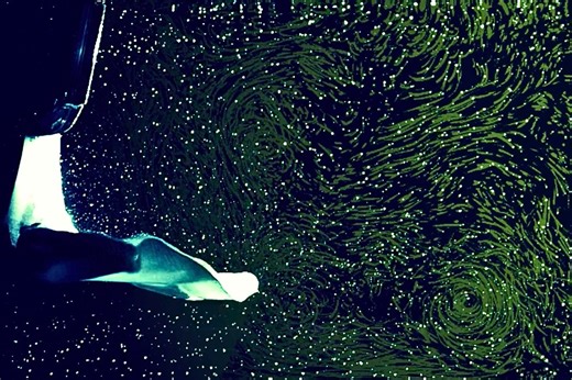 Amazing videos show flamingos making underwater tornadoes to catch prey | Discover Wildlife