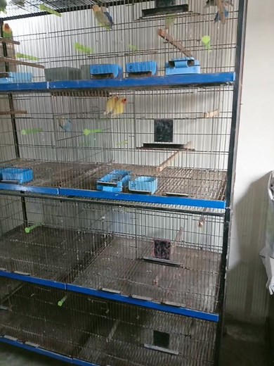 Flight cage plus center partion for sale front 5 foot Depth 2 foot Height 1.5 foot Total 4 portion After partion Front 2.5 foot total 8 portion Oper wale 2 portion separate b ho jate hn Wire 13 number Wheel and wheight k sath Front and side box option Price 22k Location sabzazar Lahore Contact# 0333-4445619 @highlight | Ikram Ali