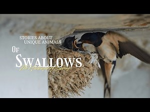 The Bird That Flies 6,000 Miles for a Snack