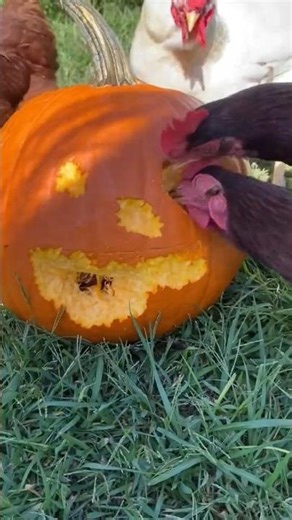 pumpkin feeder for chickens”