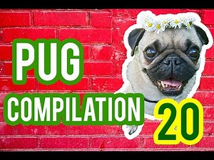 Pug Compilation 20 - Funny Dogs but only Pug Videos | Instapugs
