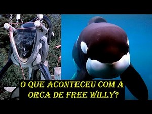 A TRISTE história das ORCAS em CATIVEIRO: Tilikum, Keiko, Shamu e orcas no Brasil