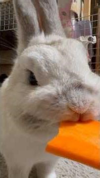 Rabbit eating carrot ASMR 🥕 | Omochi