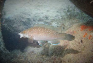 Fish can Pass Pollutant Chemicals down Three Generations | Fish Focus