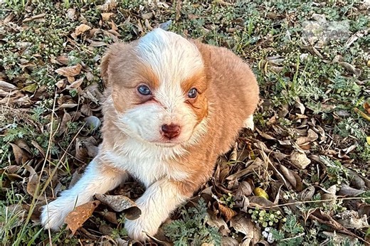 Reagan - Miniature Australian Shepherd Puppy 0B9754