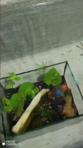 Simple desktop fish tank setup 💧" #subscribe #aquarium #Guppyfish #fishkeepinghobby #like