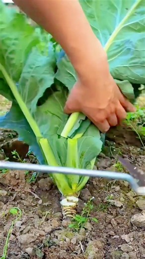 Harvesting fresh mustard greens from the garden crisp green and high quality #shorts