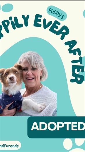 Mia & Furends on Instagram: "Buddy is ADOPTED! 🐶🩵🏡 Another super special adoption because we love Joni Simmons Whitehead as much as we love Mr. Buddy! Buddy only came to us a few days ago when a previous adopter reached out that there was a puppy in need. No time to post his cute photos because this was a match made in heaven 🩵 We are so so happy for these two! And for me since I will get to see him all the time 😆 #rescue #dogsofinstagram #aussie"