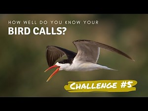 How well do you know your bird calls? | Challenge no.5