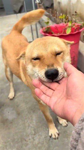 Yingying weird dog huanghuang is very enthusiastic today. Well I ll reward you to go o