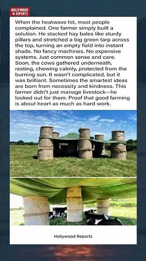 Farmer Builds DIY Hay Bale Shelter For Cows