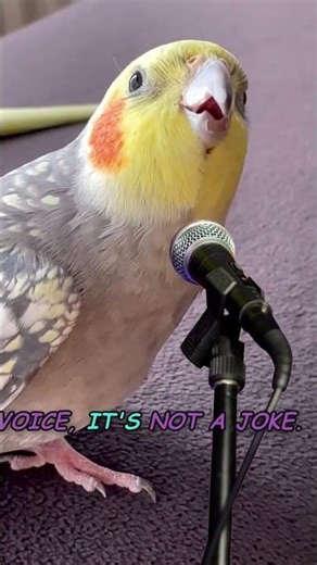 Why Parrots Can Copy Human Speech 🦜🗣️