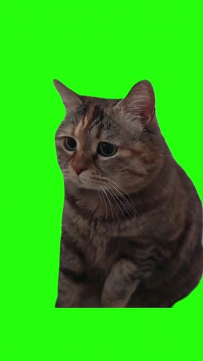 Sad Cat Meme Green Screen