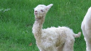 15M views · 198K reactions | LA NAISSANCE DATE UN PEU : ALPAGA, c'est...