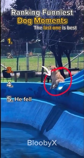 Ranking The Most Unexpected Dog Moments #funnydogs #shorts #compilation