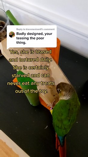 Parrot Teasing and Training Tips | Smart Parrot Tricks