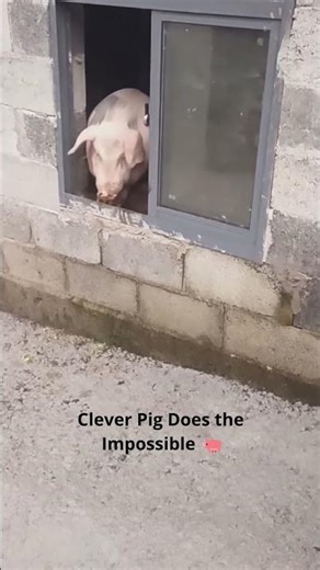 The Brainiest Pig You’ll Ever See
