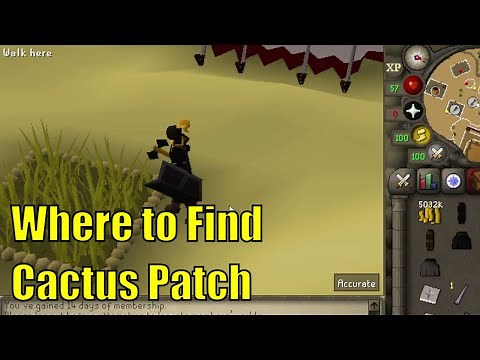 Where to Find The Cactus Patch in OSRS