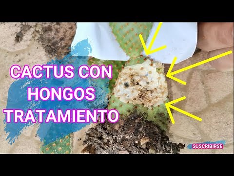 HOW TO ELIMINATE CACTUS FUNGUS, CURE CACTUS WITH FUNGUS
