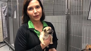 After reaching no-kill status last month, Harris County Animal Shelter has run out of space. The shelter has reduced adoption fees to $10 for all animals through today. https://chrn.cl/30xZSfL (Karen Warren/Houston Chronicle) | Houston Chronicle