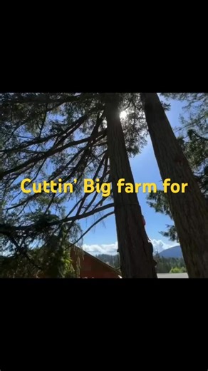 Falling big Doug fir #timberfaller #logger #husqvarna | Richard E. Mitchell