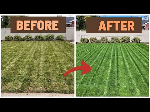 My Lawn Looks INSANE! Over-Seeding with the World’s Darkest Grass Seed!