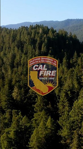 Restoring California’s Forests - One Pinecone at a Time