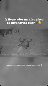 26 reactions | In this captivating video, Aventador, a massive...