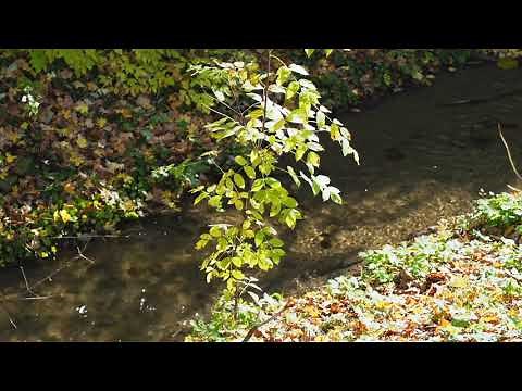 Mindfulness: Leaves on a River Guided Meditation