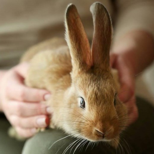 Pet Cremation by Water