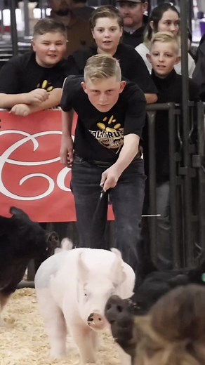 Krew and Karis at Gold Rush Classic livestock show in Hog showmanship. #showpigs #pigshow #livestock