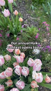 3.2K views · 30 reactions | Our annual Haiku Contest is now open for...