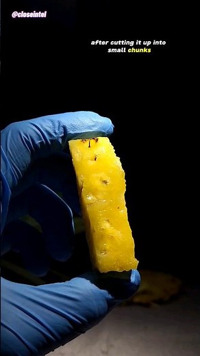 Pineapple Under Microscope (Raphides)