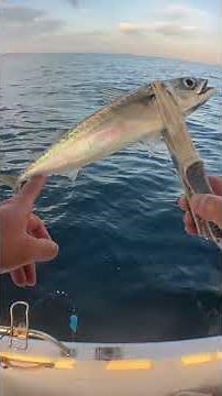 水深55mの魚群を直撃！サビキと胴付き仕掛けでアジ・サバを狙い撃ち【ボート釣り】 #釣り #釣り動画 #fishing #サビキ#餌釣り