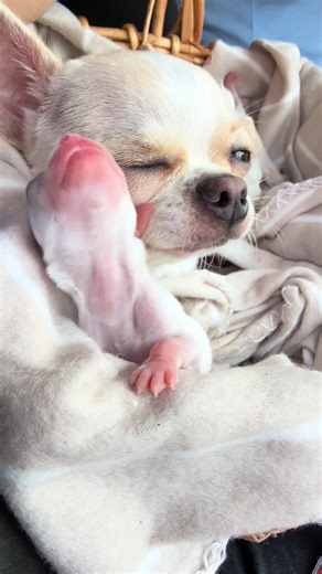 Mamita y su hijo Chihuahua en Lima