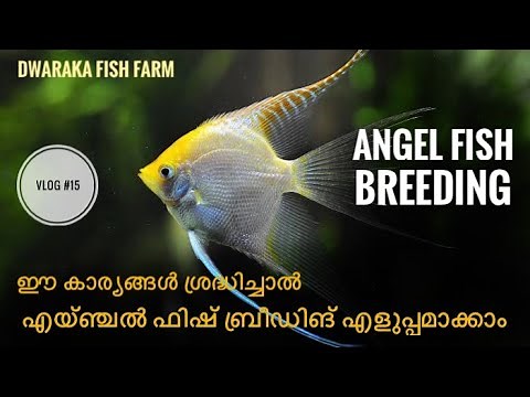 എയ്ഞ്ചൽ ഫിഷ് ബ്രീഡിങ് | Angel fish breeding Malayalam | tips and technics | pets malayalam