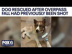 Wisconsin dog rescued after I-41 overpass fall had previously been shot | FOX6 News Milwaukee