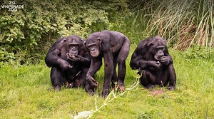 🎉 Happy Chimpanzee Day! 🎉 Our chimps have been celebrating with a scatter feed of some of their favourite mixed nuts and seeds. Did you know, chimps are our closest living relatives? Find out all about them when you next visit the Zoo: zsl.org/BookTickets #WorldChimpanzeeDay | Whipsnade Zoo