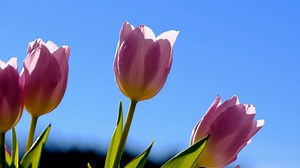 Blue Tulip Videos: Download 8,061+ Free 4K & HD Stock Footage Clips - Pixabay